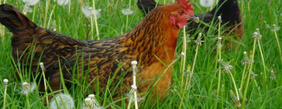 Nailey Farm Bath Farm Cottages Hen Parties Nailey Farm Bath