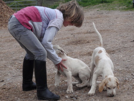S1_222o_playing-with-the-hound-puppies-at-nailey-farm