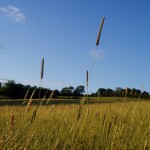 S1_236o_grassey-blue-skies