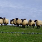 S1_244o_nailey-farm-early-april-09_008