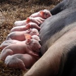 S1_266o_a-brand-new-litter-of-piglets-at-nailey-farm
