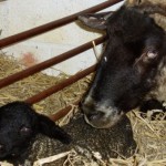 S1_290o_proud-new-mum