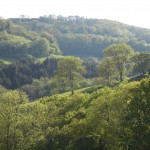 Early summer trees in the view looking west