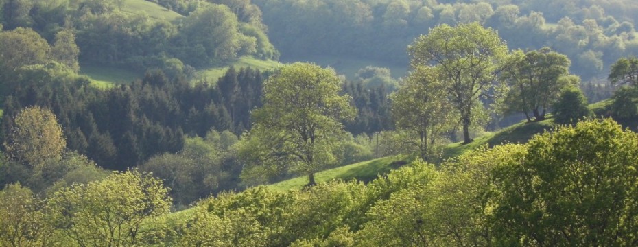 Early summer trees in the view looking west